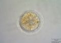 Nuclearia simplex
